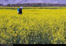 کشت کلزا در بیش از ۸۴۸ هکتار از اراضی کشاورزی شهرستان مشهد