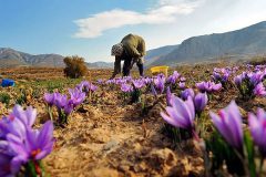 کاهش ۵۰ درصدی تولید زعفران در سال زراعی جاری