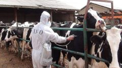 اداره کل دامپزشکی استان، اقدامات و تدابیر صورت گرفته علیه سویه های بومی و غیربومی تب برفکی را تشریح کرد