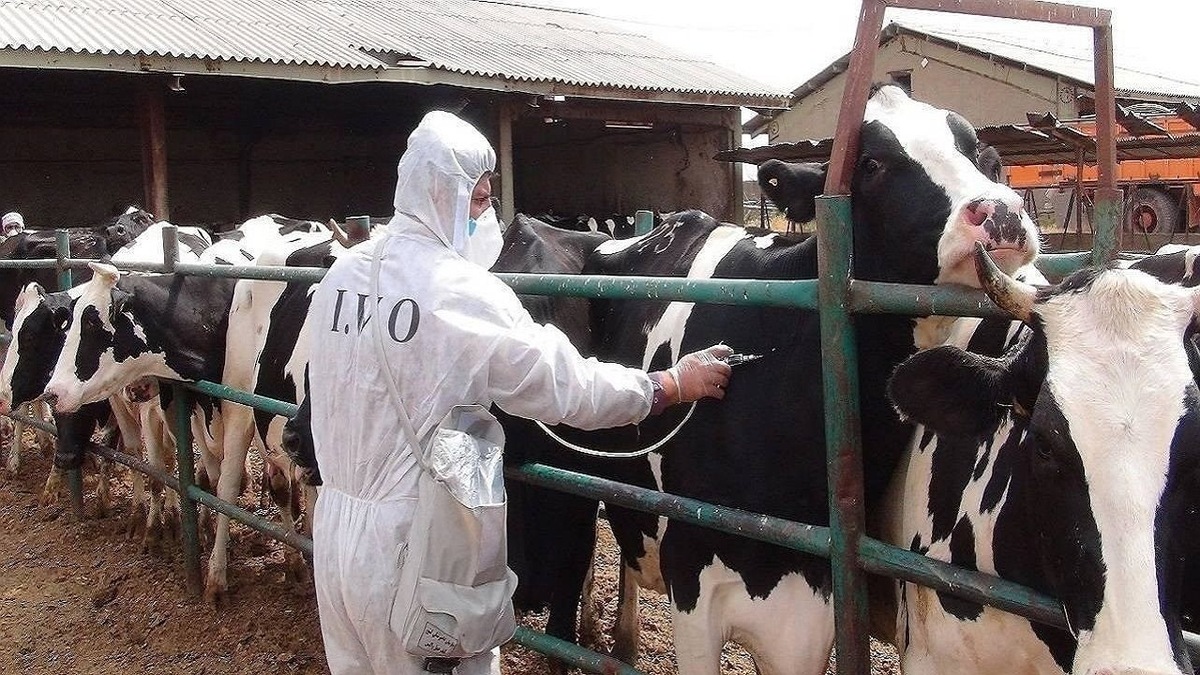 اداره کل دامپزشکی استان، اقدامات و تدابیر صورت گرفته علیه سویه های بومی و غیربومی تب برفکی را تشریح کرد