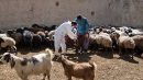 هشدار به دامداران استان؛ خطر بروز تب برفکی را جدی بگیرید