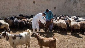 هشدار به دامداران استان؛ خطر بروز تب برفکی را جدی بگیرید