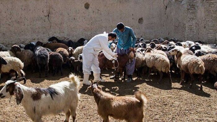 هشدار به دامداران استان؛ خطر بروز تب برفکی را جدی بگیرید هشدار به دامداران استان؛ خطر بروز تب برفکی را جدی بگیرید