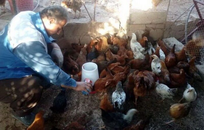 اجرای مرحله سیزدهم طرح ایمن سازی رایگان طیور بومی استان علیه بیماری نیوکاسل