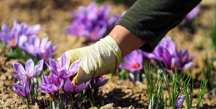 وزارت جهاد کشاورزی امسال برنامه‌ای برای خرید زعفران از کشاورزان ندارد 
