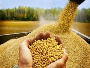 میزان نهاده‌های دامی مورد نیاز خراسان رضوی چقدر است؟