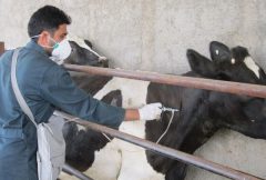 عبور رقم واکسیناسیون دام های استان از مرز ۲۳ میلیون