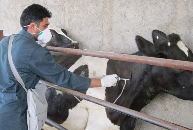 عبور رقم واکسیناسیون دام های استان از مرز ۲۳ میلیون