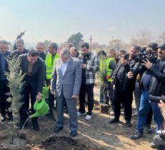 شهرداری مقابل منزل شهروندان درخت رایگان می‌کارد