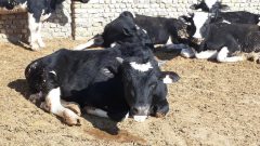 بیماری تب برفکی با سویه جدید تاکنون در استان گزارش نشده است