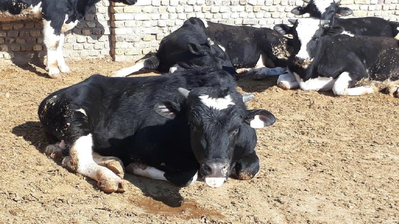 بیماری تب برفکی با سویه جدید تاکنون در استان گزارش نشده است