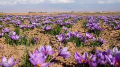 راهکارهای تقویت برند زعفران ایرانی