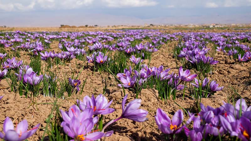 قاچاق بلای جان تجارت زعفران