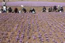 کاهش ۱۰ تا ۲۰ درصدی تولید زعفران خراسان رضوی در سال جاری
