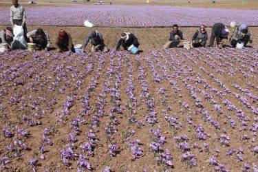 کاهش ۱۰ تا ۲۰ درصدی تولید زعفران خراسان رضوی در سال جاری