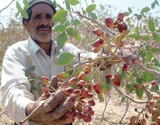 کاهش تولید پسته
