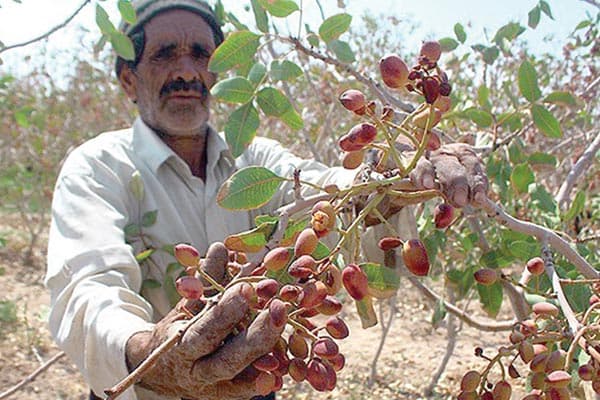 پشت پرده کاهش تولید پسته؛ از خشکسالی تا مدیریت ناکارآمد