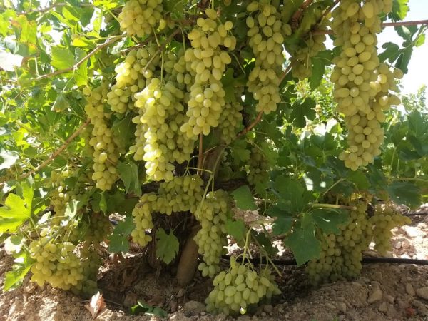 ایران در جایگاه یازدهم تولید جهانی انگور
