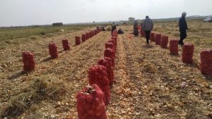 تولید بیش از ۳۷ هزار تن پیاز از اراضی کشاورزی شهرستان مشهد