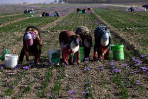 پایان برداشت طلای سرخ از سطح ۳ هزارو ۶۸۲هکتار اراضی کشاورزی شهرستان مشهد