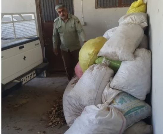 کشف و توقیف ۴۰۰ کیلوگرم گیاه دارویی مرتعی آنغوزه در شهرستان کاشمر