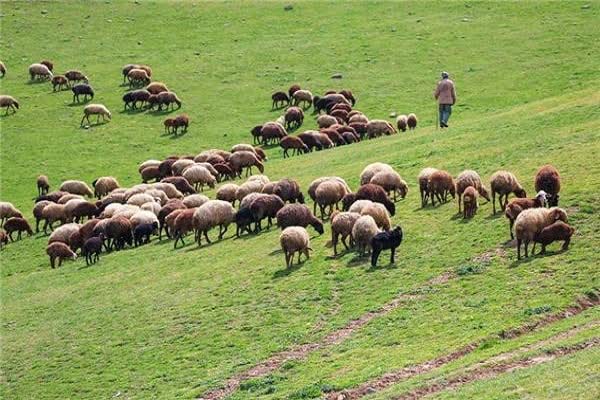 مرتعداران و دامداران، شناسه یکتای کسب و کار اخذ کنند