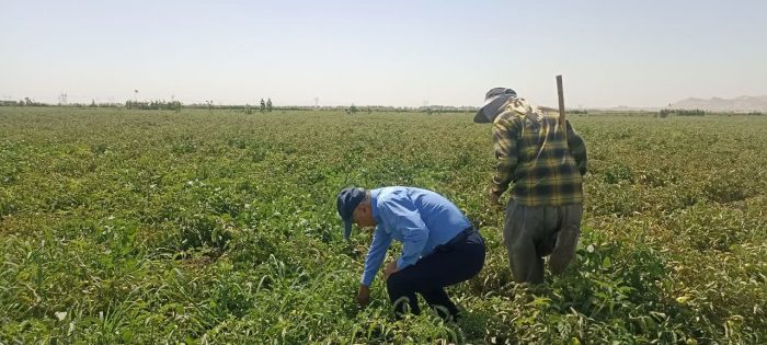پیشبینی برداشت ۹۵هزار تنی گوجه فرنگی در مشهد پیشبینی برداشت ۹۵هزار تنی گوجه فرنگی در مشهد