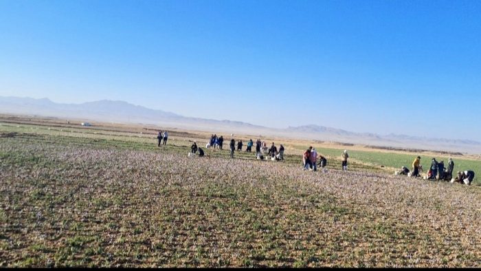 زاوه، قطب زعفران کشور؛ جهش اقتصادی با تکیه بر طلای سرخ و میراث معنوی زاوه، قطب زعفران کشور؛ جهش اقتصادی با تکیه بر طلای سرخ و میراث معنوی