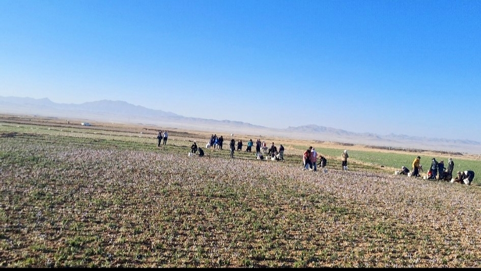 زاوه، قطب زعفران کشور؛ جهش اقتصادی با تکیه بر طلای سرخ و میراث معنوی زاوه، قطب زعفران کشور؛ جهش اقتصادی با تکیه بر طلای سرخ و میراث معنوی