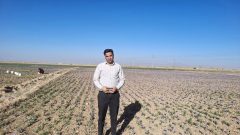 زعفران در تنگنای سیاست، نوسان و بی‌ثباتی