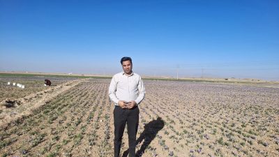 زعفران در تنگنای سیاست، نوسان و بی‌ثباتی