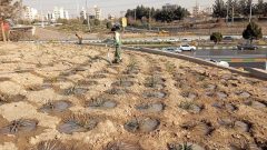 پیشرفت ۶۰ درصدی پروژه احداث فضای سبز در تقاطع غیرهمسطح انقلاب منطقه ۸