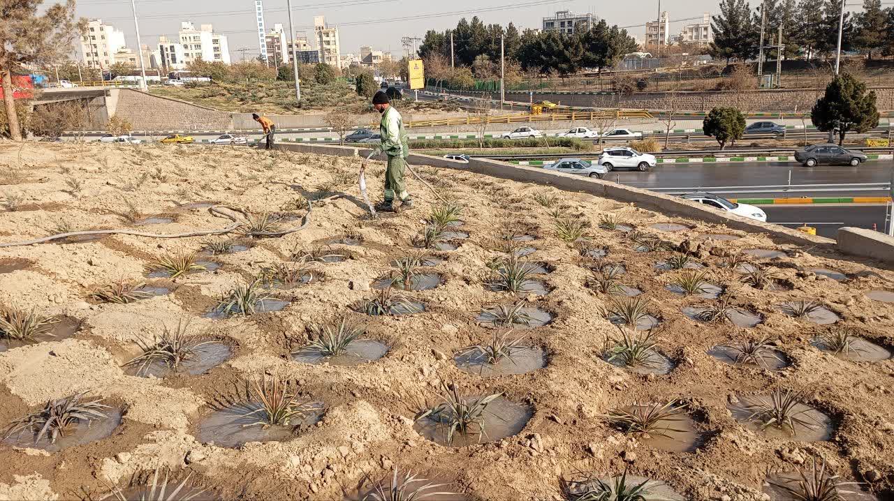 پیشرفت ۶۰ درصدی پروژه احداث فضای سبز در تقاطع غیرهمسطح انقلاب منطقه ۸