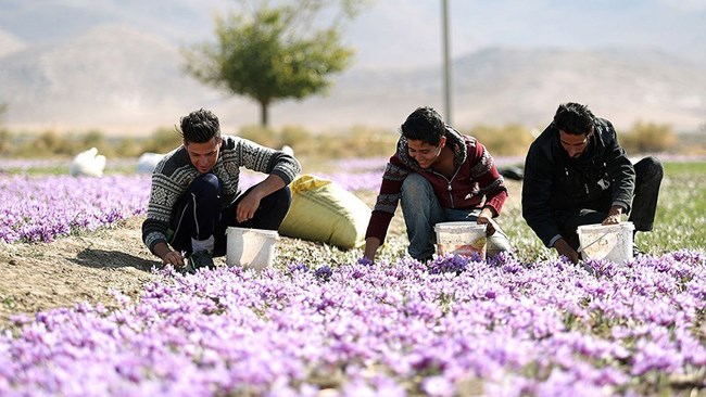 حدود ۱۰ تن زعفران در ماه از کشور قاچاق می‌شود