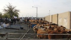 فعالیت تمامی بازارهای دام مشهد به جز بازار دام مهد توس