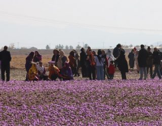 جشنواره زعفران