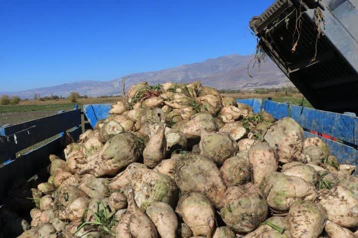 پیش بینی برداشت ۶۰هزارتن چغندرقند از مزارع شهرستان مشهد