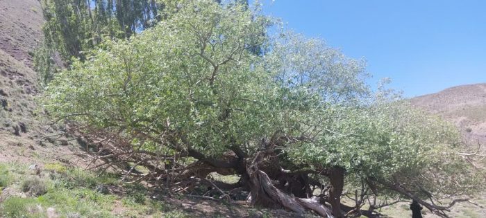 درخت بید کهنسال بكاول شهرستان تربت حیدریه در فهرست میراث طبیعی ملی ثبت شد درخت بید کهنسال بكاول شهرستان تربت حیدریه در فهرست میراث طبیعی ملی ثبت شد