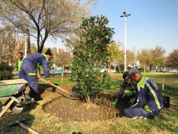 آغاز «بهار زمستانه» در منطقه ۸ با کاشت ۲۰ هزار گل نرگس