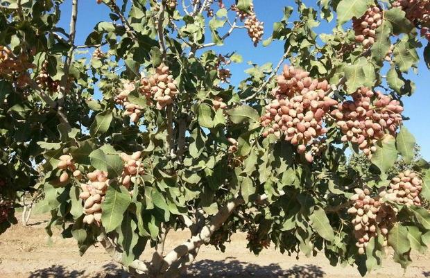 صادرات پسته ایران ۸۰ درصد رشد کرد