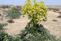 کشت بیش از ۸۴۰ هکتار آنغوزه در خراسان رضوی