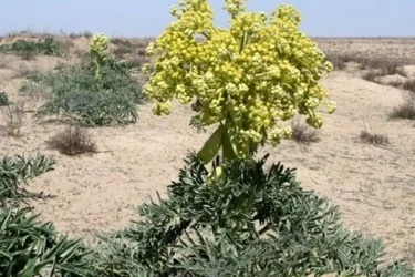 کشت بیش از ۸۴۰ هکتار آنغوزه در خراسان رضوی