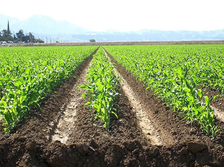 توسعه محصولات ارگانیک و اجرای کشت‌های حفاظتی، آینده بخش کشاورزی را حفاظت خواهد کرد
