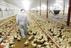 هشدار دامپزشکی استان به پرورش دهندگان طیور؛ خطر آنفلوآنزای فوق حاد پرندگان را جدی بگیرید