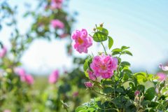 ثبت جهانی «اسانس گل محمدی»؛ لزوم تقویت موضع حقوقی ایران در نظام‌های ثبت بین‌المللی