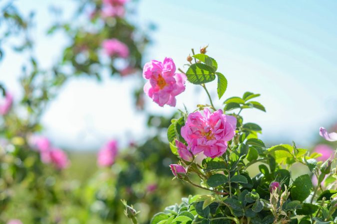ثبت جهانی «اسانس گل محمدی»؛ لزوم تقویت موضع حقوقی ایران در نظام‌های ثبت بین‌المللی